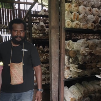 papuan mushroom grower for PC